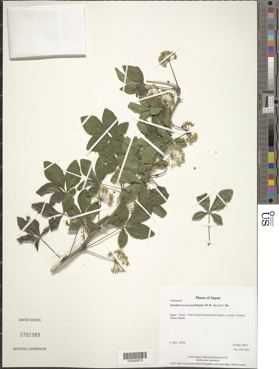 Eleutherococcus gracylistylus - (W.W.Sm.)S.Y.Hu.