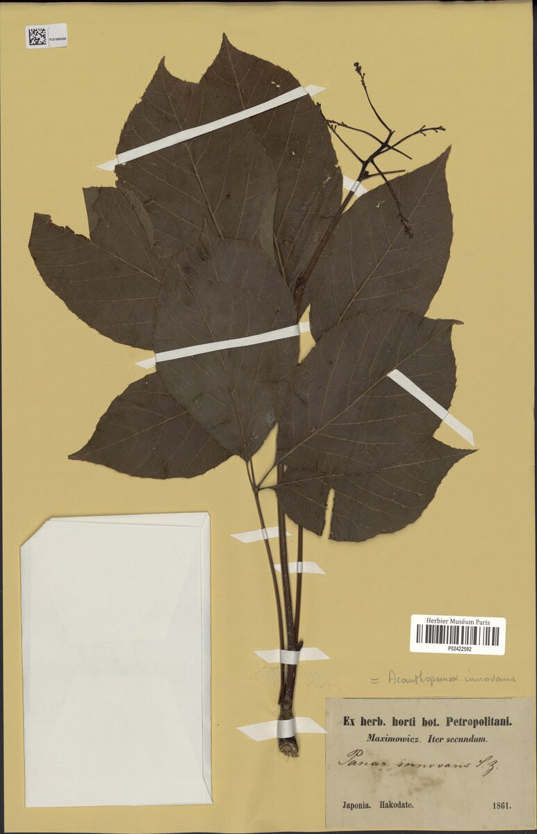 Eleutherococcus innovans - (Siebold.&Zucc.)H.Ohba.