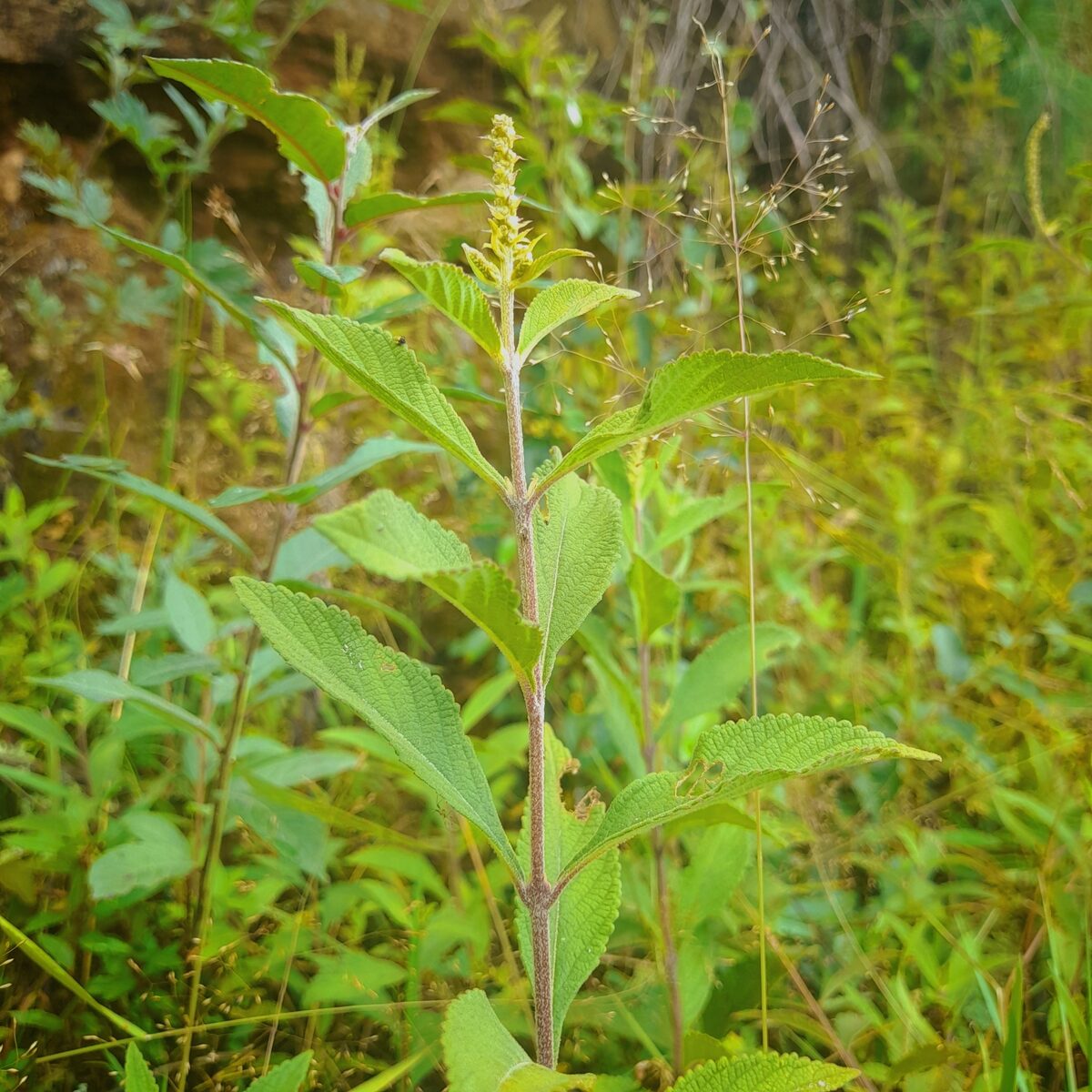 Elsholtzia fruticosa - (D.Don.)Rehder. (Ji Gu Chai) — photo