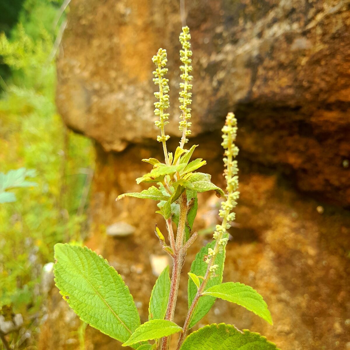 Elsholtzia fruticosa - (D.Don.)Rehder. (Ji Gu Chai) — photo