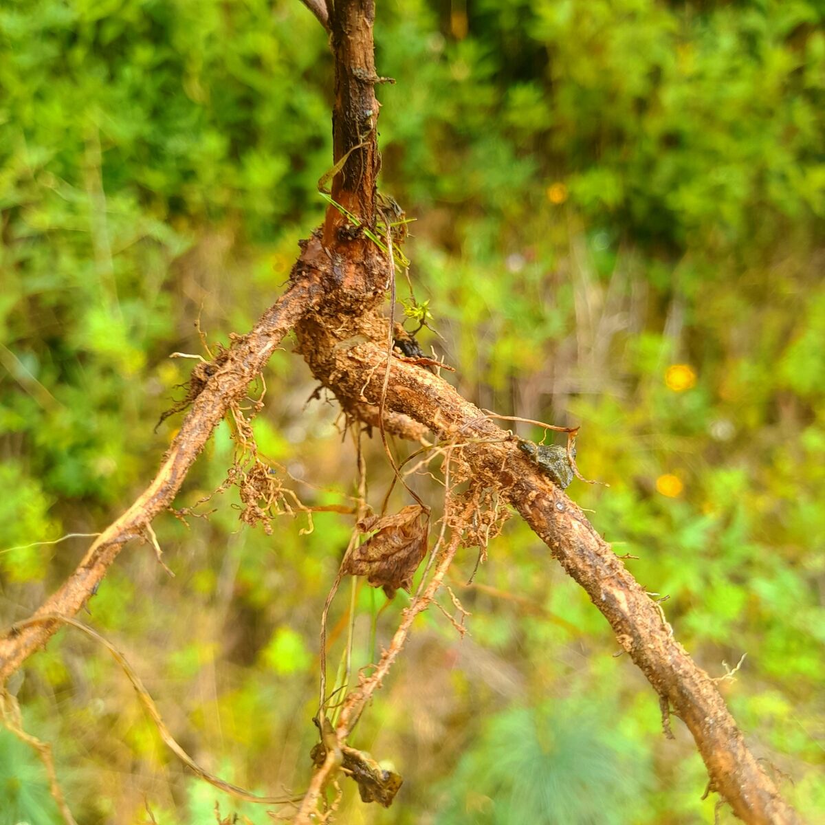 Elsholtzia fruticosa - (D.Don.)Rehder.