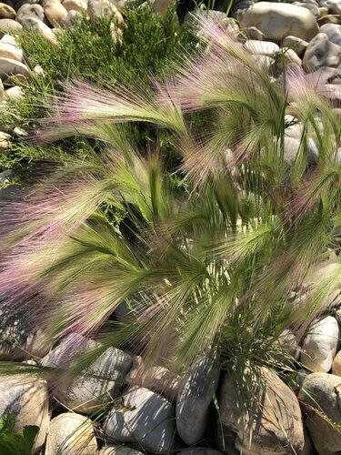 Elymus elymoides (Squirreltail) — photo