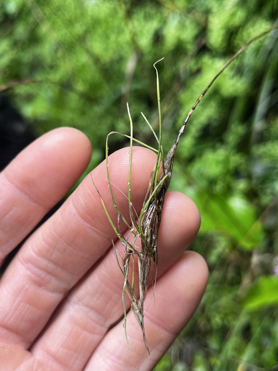 Elymus glauca (Blue Wild Rye) — photo