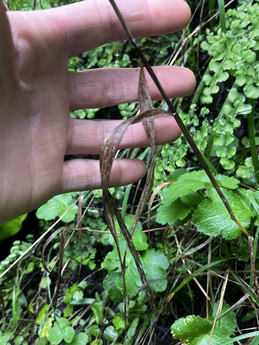 Elymus glauca (Blue Wild Rye) — photo