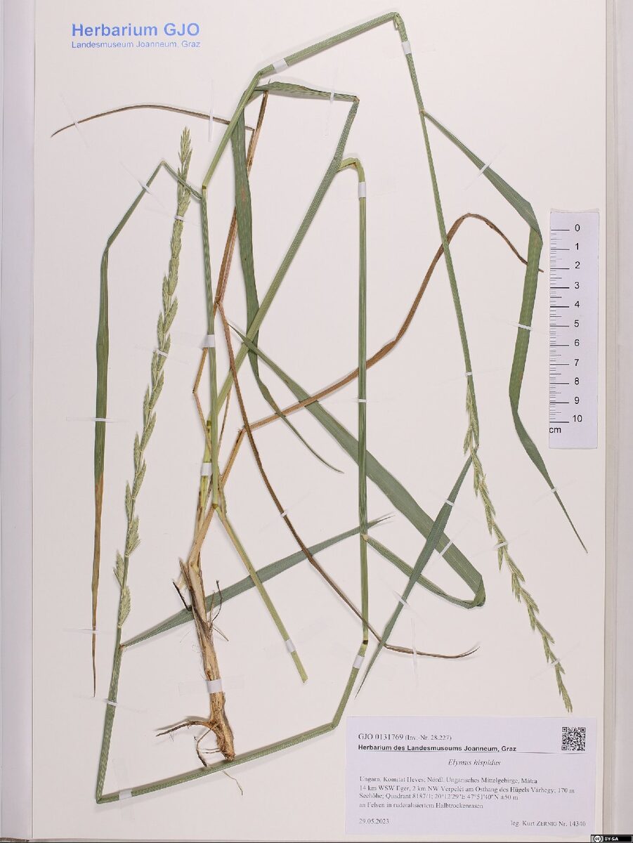 Elymus hispidus - (Opiz) Melderis (Wild triga) — photo