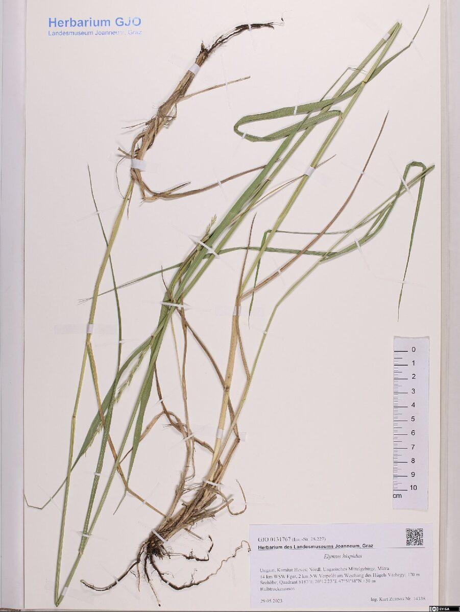 Elymus hispidus - (Opiz) Melderis (Wild triga) — photo