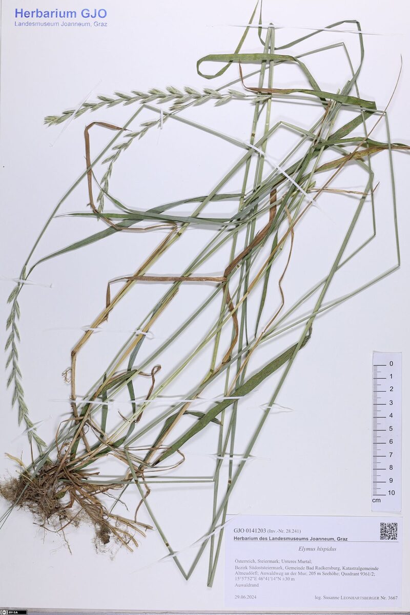 Elymus hispidus - (Opiz) Melderis