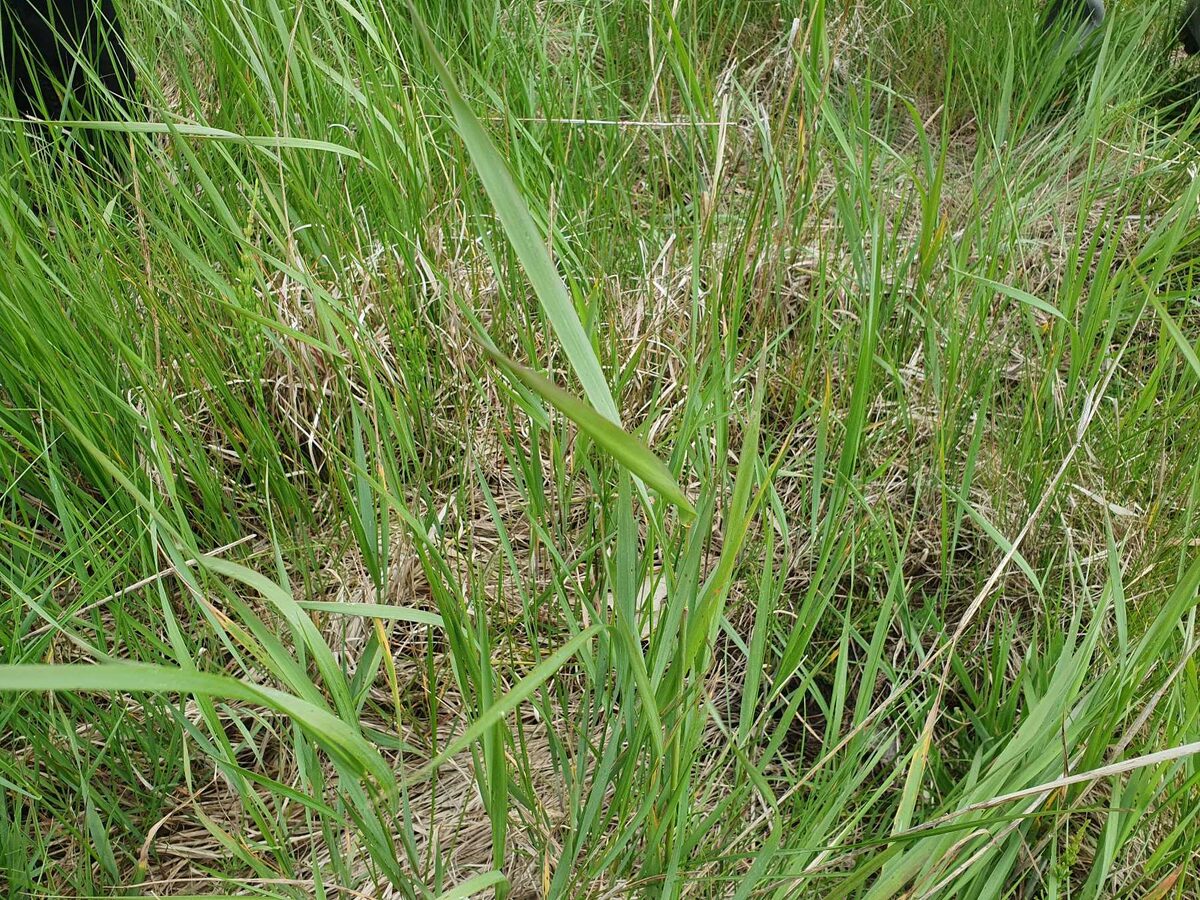Elytrigia repens - (L.)Desv. ex Nevski. (Couch Grass) — photo