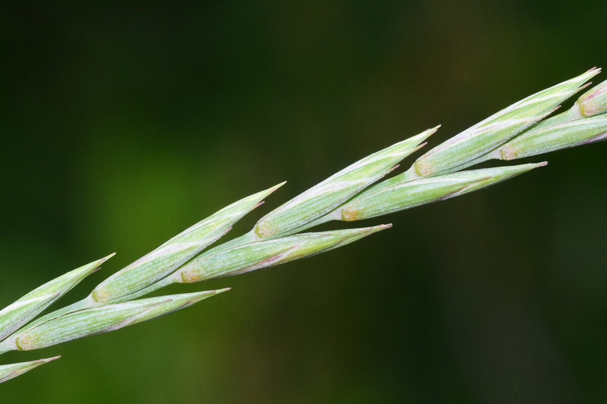 Elytrigia repens - (L.)Desv. ex Nevski. (Couch Grass) — photo