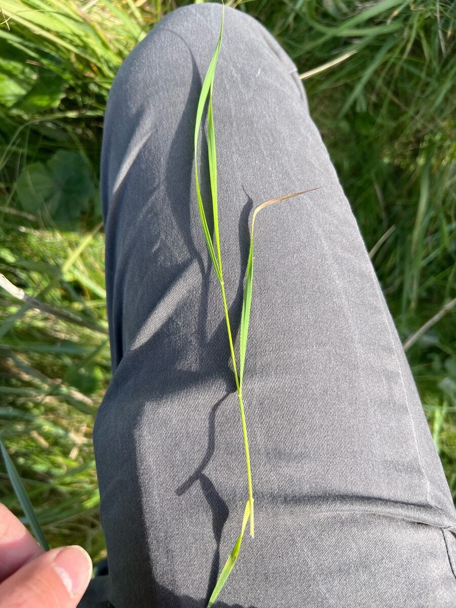 Elytrigia repens - (L.)Desv. ex Nevski.