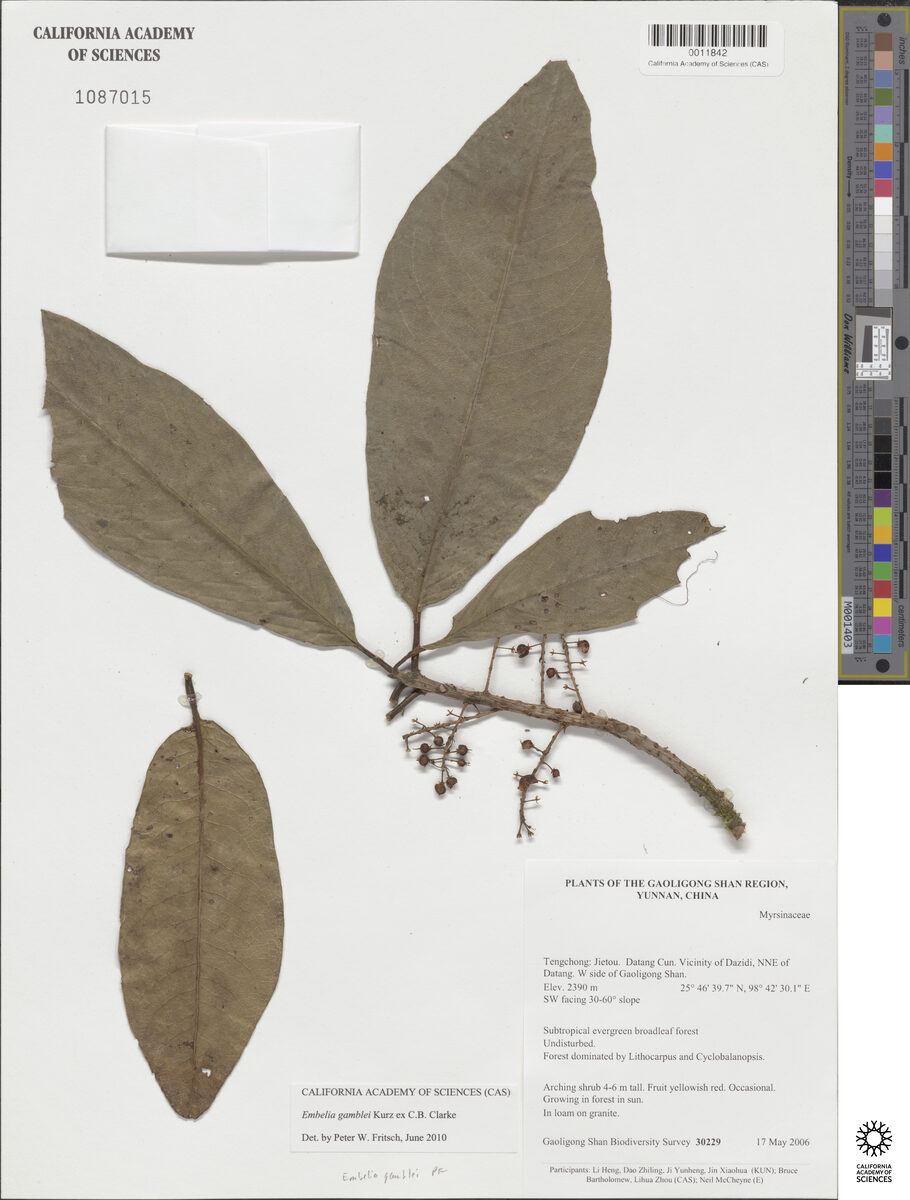 Embelia gamblei — photo