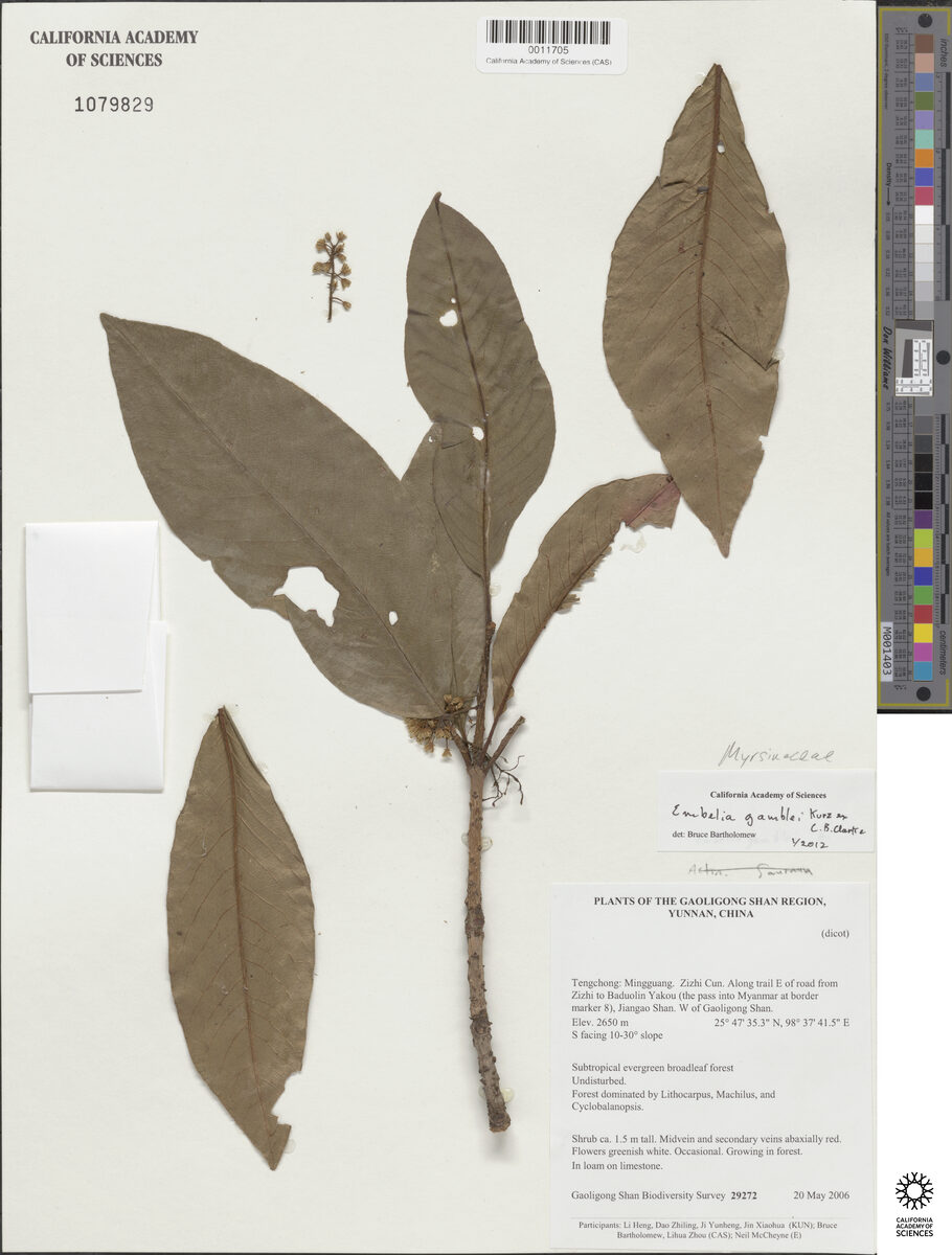 Embelia gamblei