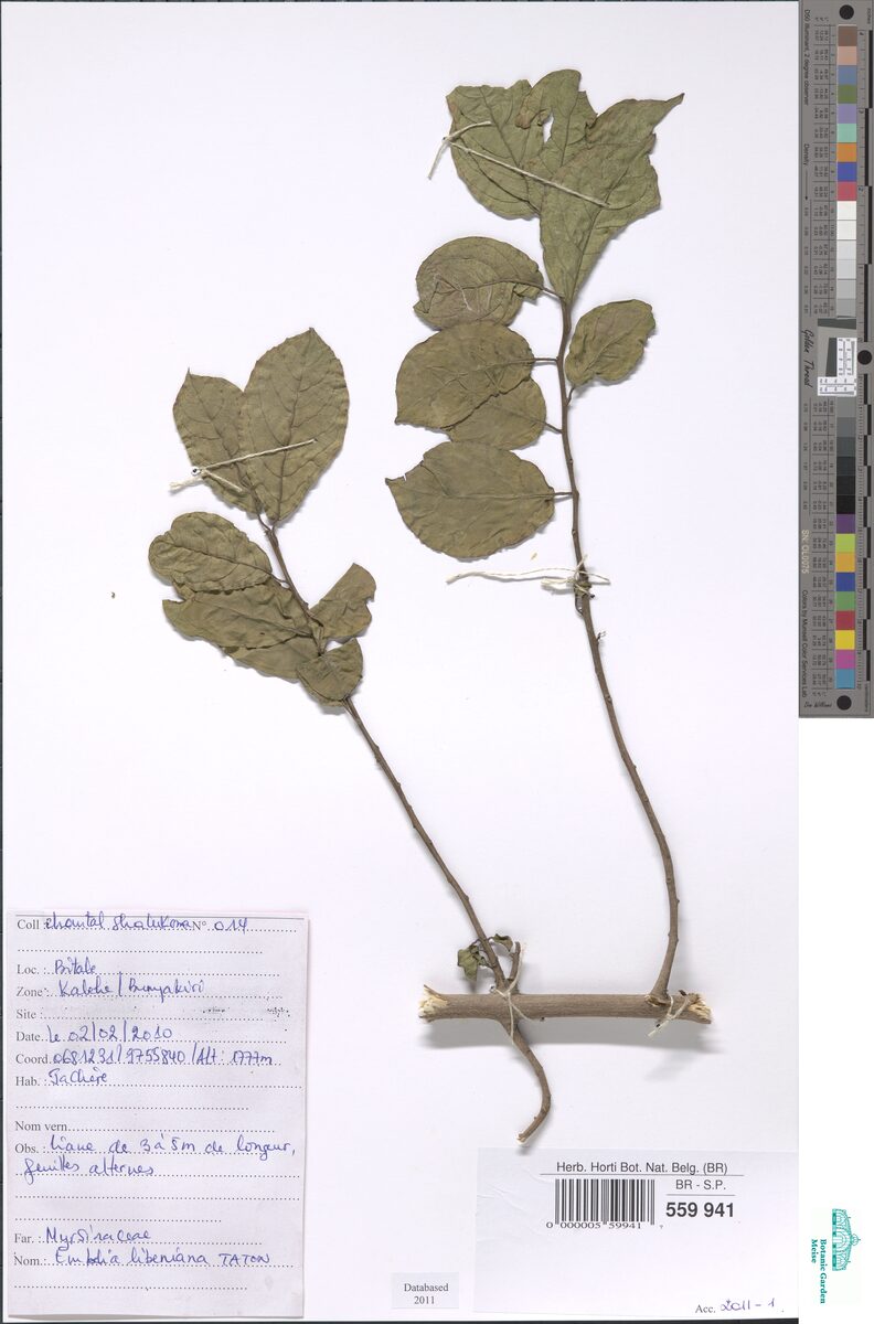 Embelia libeniana