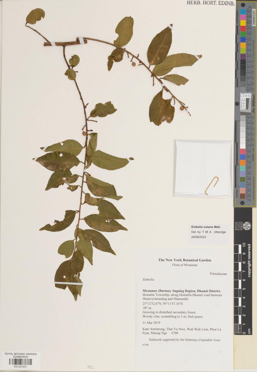 Embelia nutans — photo