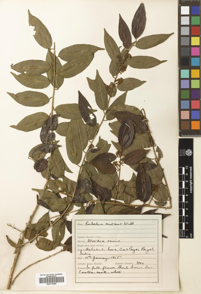 Embelia nutans — photo