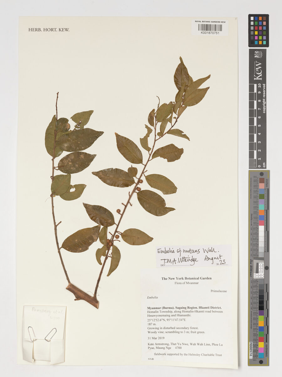 Embelia nutans