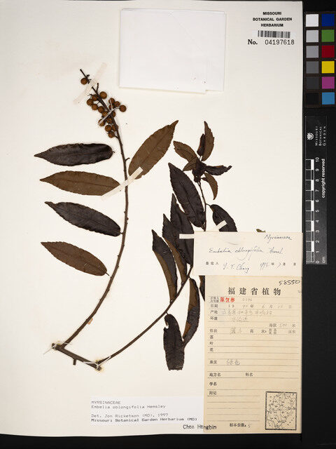 Embelia oblongifolia — photo