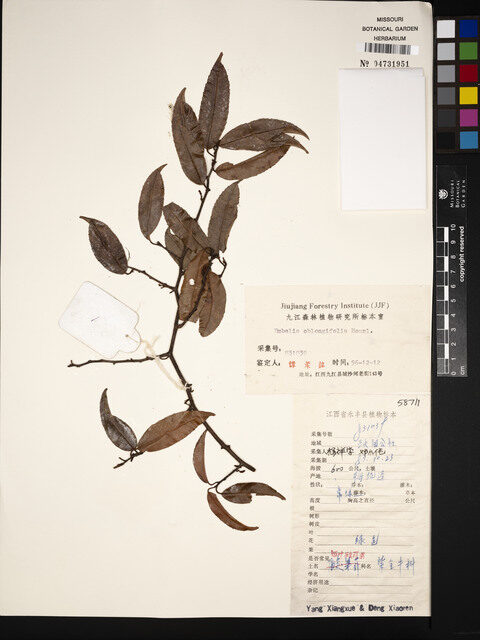 Embelia oblongifolia — photo