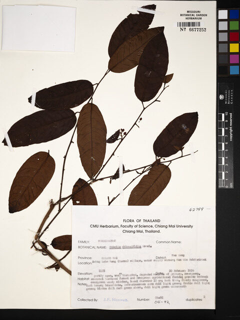 Embelia oblongifolia