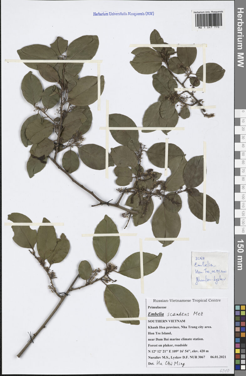 Embelia scandens