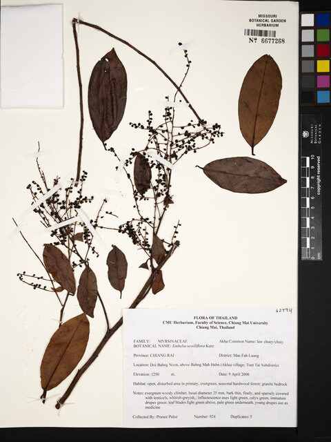 Embelia sessiliflora (Sour chicken vine) — photo
