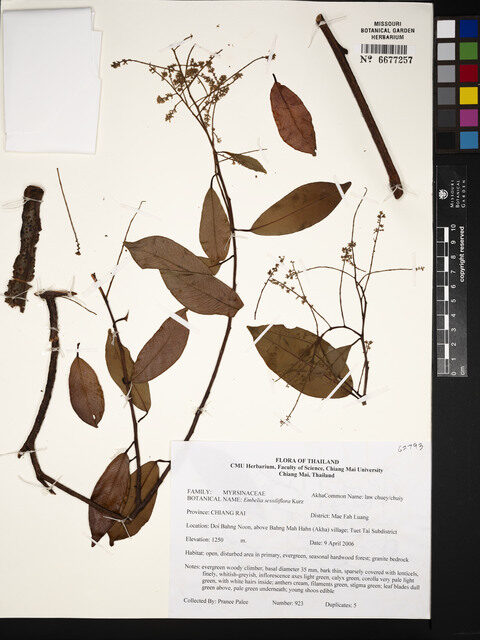 Embelia sessiliflora (Sour chicken vine) — photo