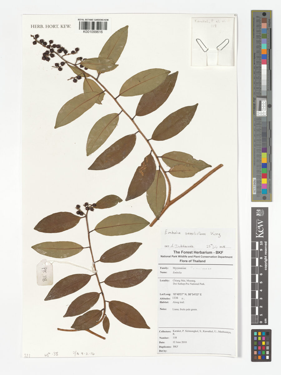Embelia sessiliflora