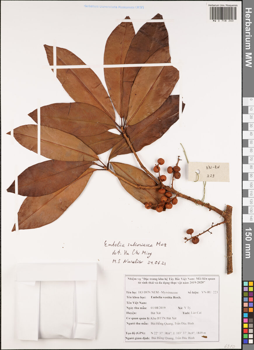 Embelia subcoriacea (Large-leaved embelia) — photo