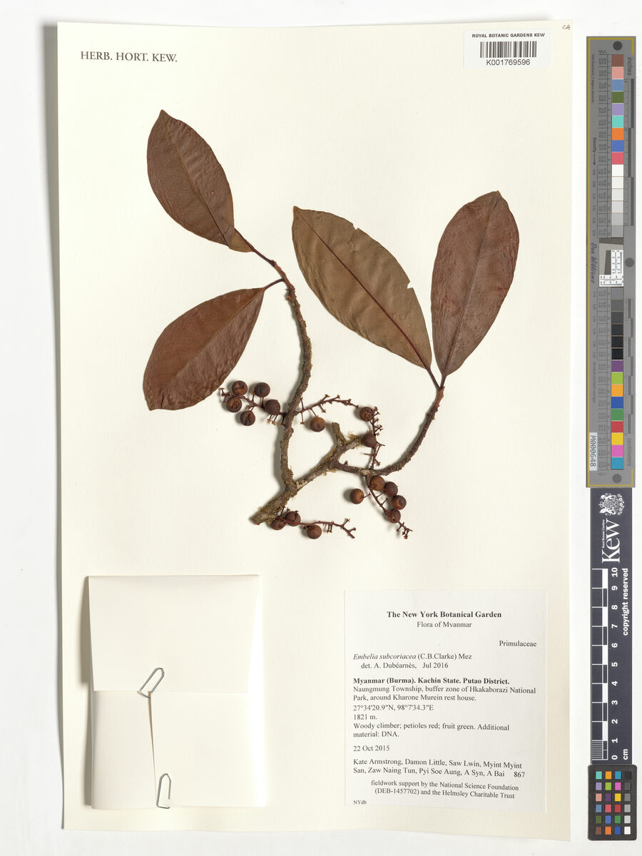 Embelia subcoriacea (Large-leaved embelia) — photo