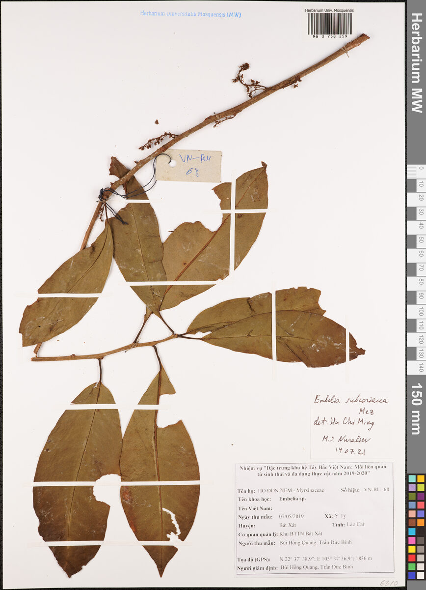 Embelia subcoriacea
