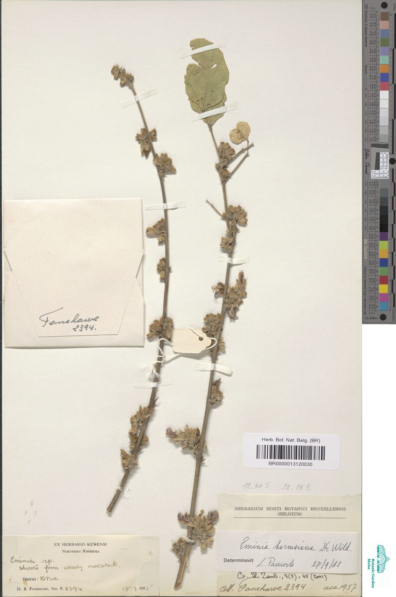 Eminia harmsiana — photo