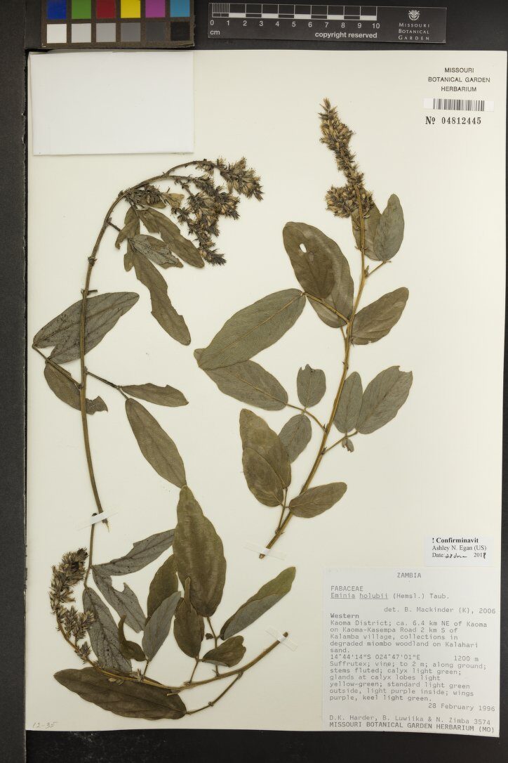 Eminia holubii — photo