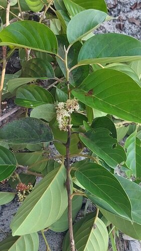 Emmotum acuminatum (Acuminate emmotum) — photo