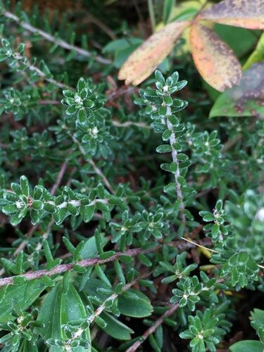Empetrum atropurpureum (Purple Crowberry) — photo