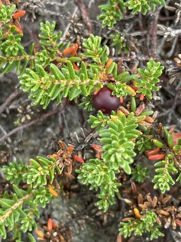 Empetrum atropurpureum (Purple Crowberry) — photo