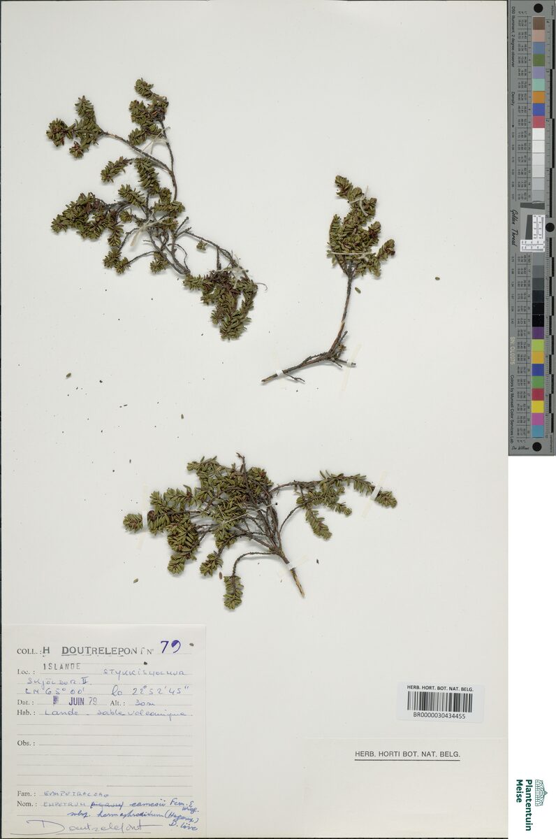 Empetrum eamesii hermaphroditum - (Hagerup.)D.Löve. (Mountain Crowberry) — photo