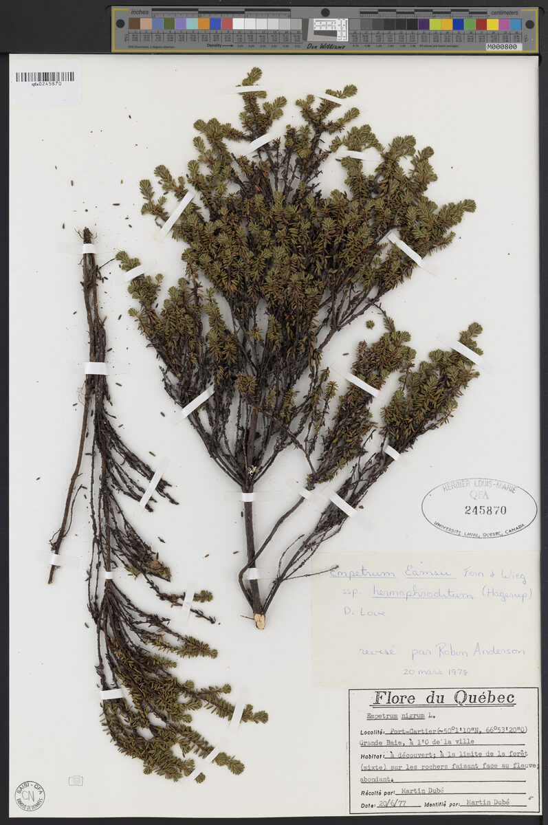 Empetrum eamesii hermaphroditum - (Hagerup.)D.Löve. (Mountain Crowberry) — photo