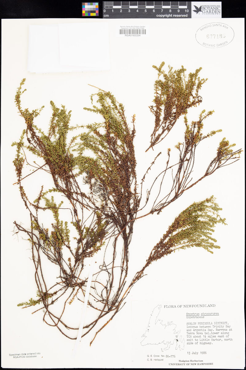 Empetrum eamesii subsp. atropurpureum (Purple Crowberry) — photo