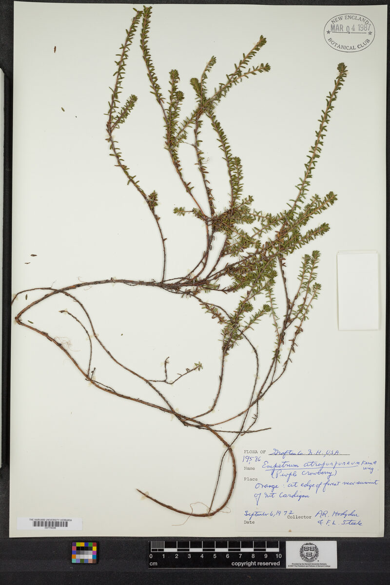 Empetrum eamesii subsp. atropurpureum (Purple Crowberry) — photo
