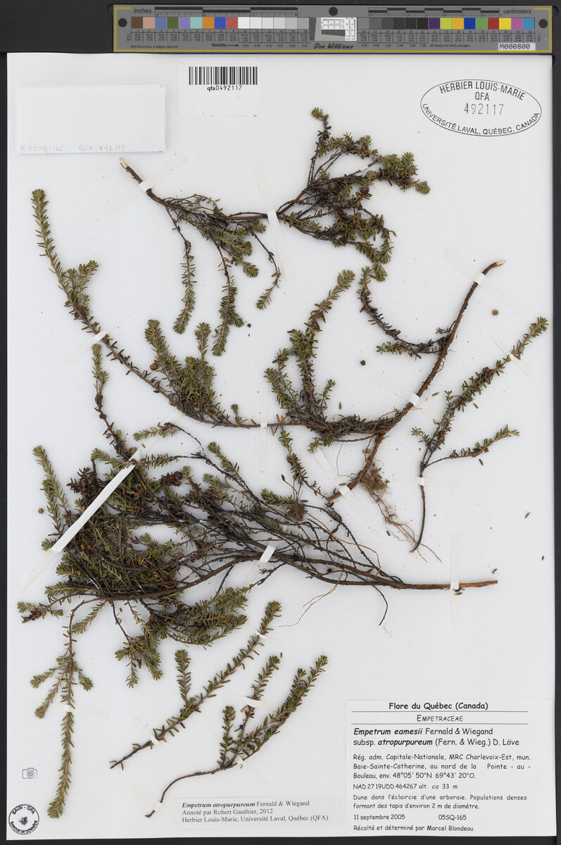 Purple Crowberry