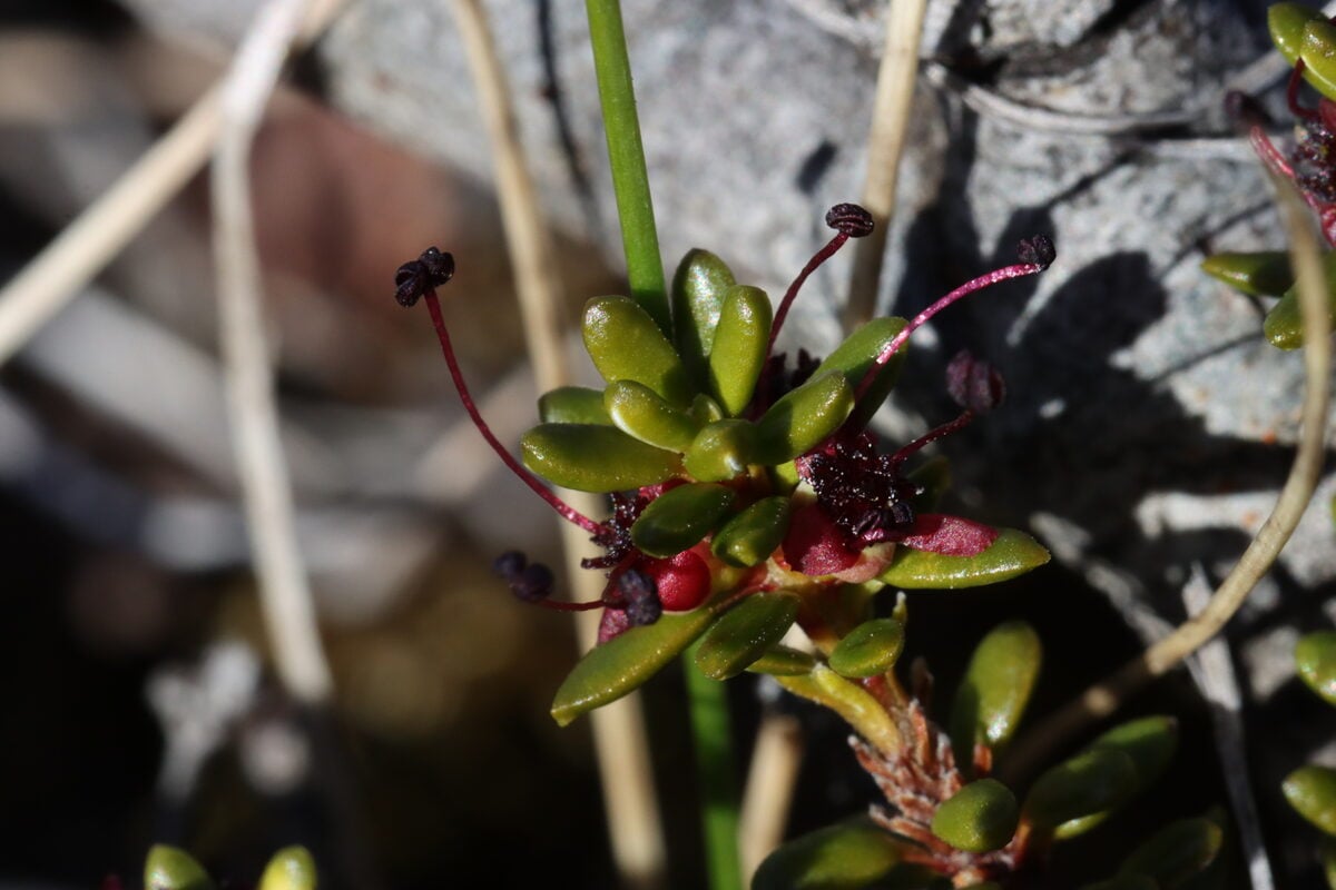 Empetrum nigrum subsp. hermaphroditum (Black crowberry) — photo