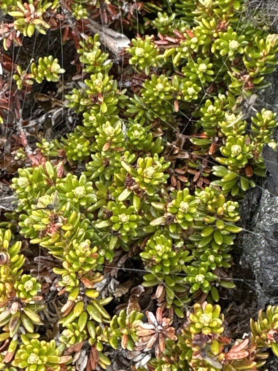 Empetrum nigrum subsp. hermaphroditum (Black crowberry) — photo