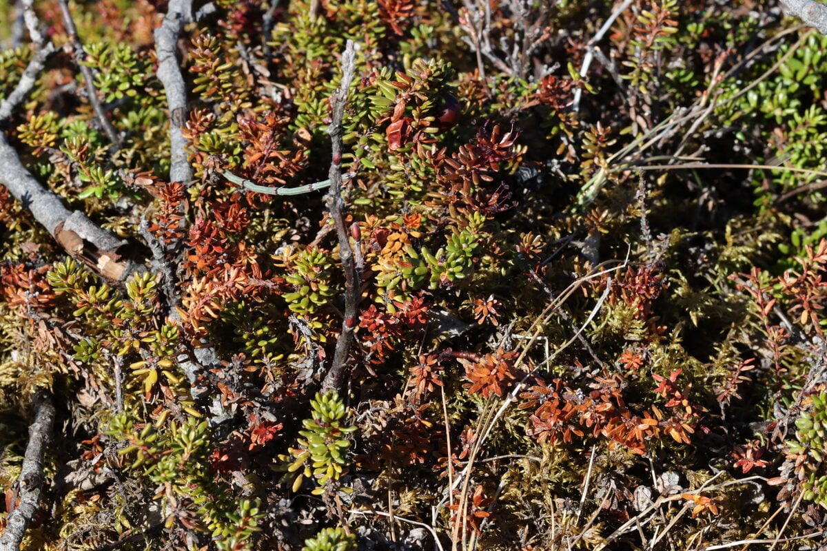 Empetrum nigrum subsp. hermaphroditum