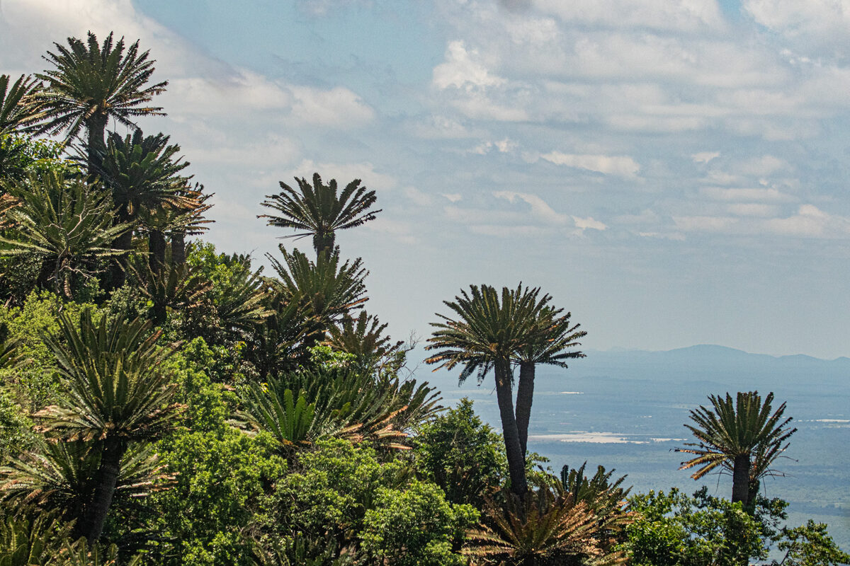 Encephalartos spp. (Bread trees) — photo