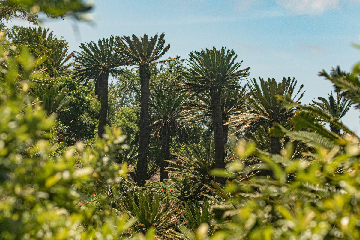 Encephalartos spp. (Bread trees) — photo