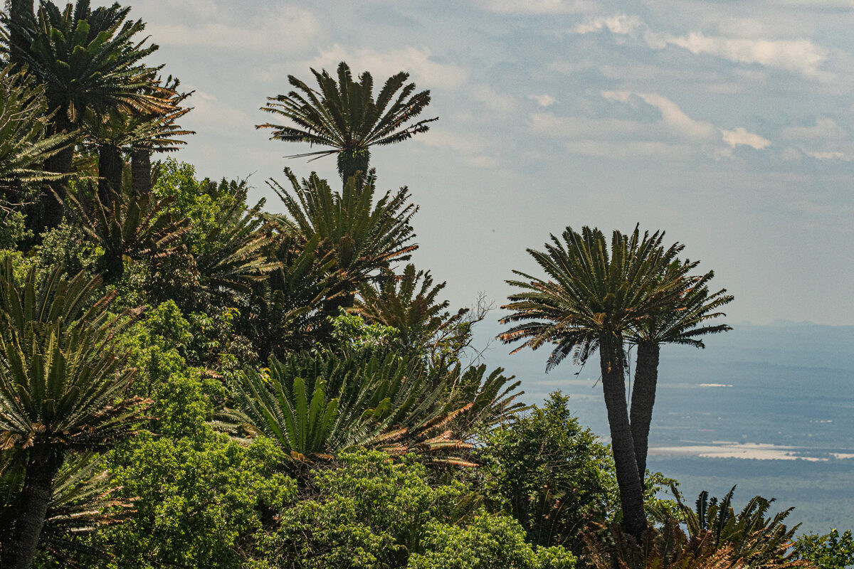 Encephalartos spp.