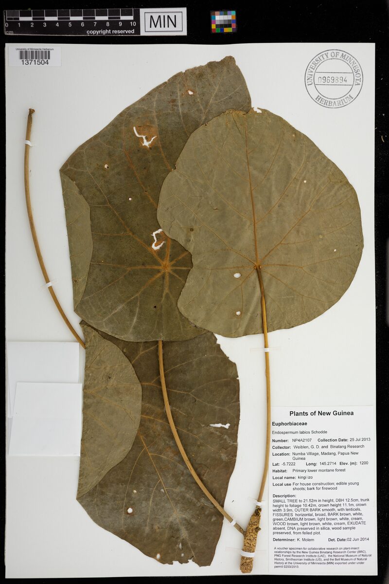 Endospermum moluccanum — photo