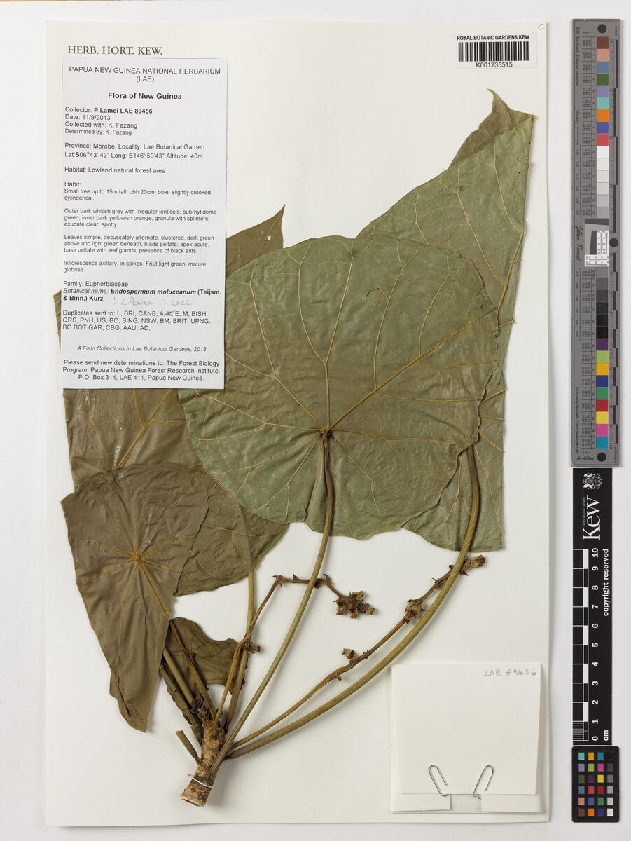 Endospermum moluccanum — photo