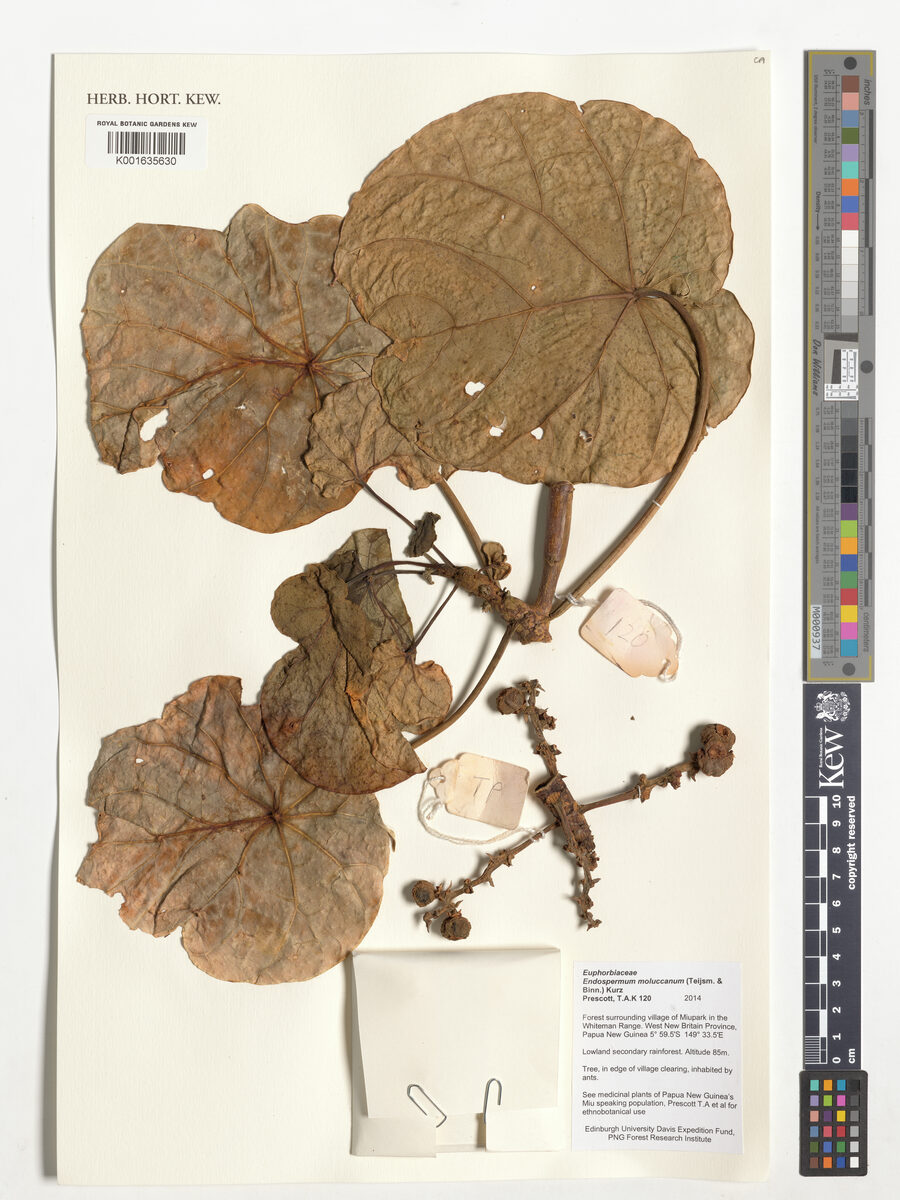 Endospermum moluccanum
