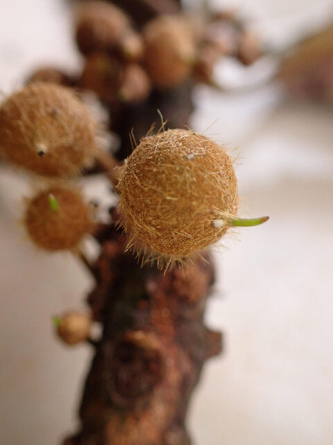 Englerophytum laurentii (Nufu-nufu) — photo